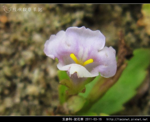 玄參科-泥花草N_09.jpg