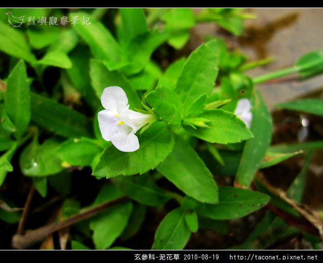 玄參科-泥花草N_08.jpg