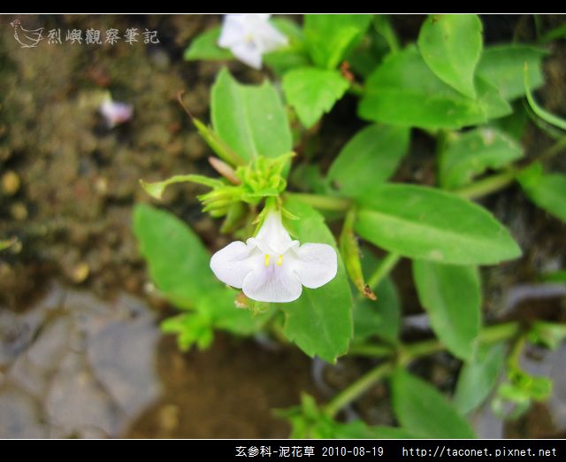 玄參科-泥花草N_06.jpg