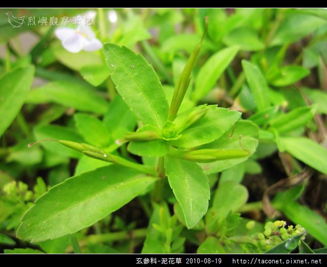 玄參科-泥花草N_05.jpg