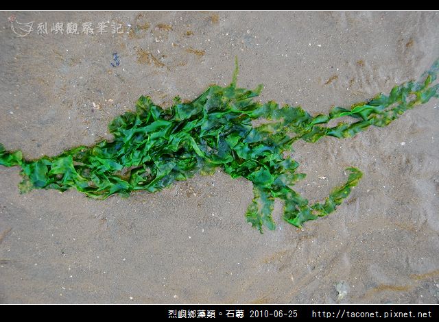 石蓴_02.jpg