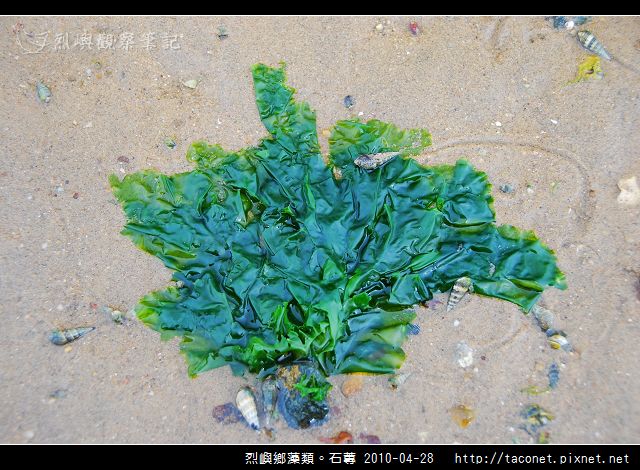 石蓴_03.jpg