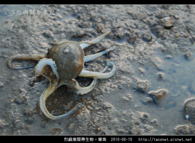 章魚_17.jpg