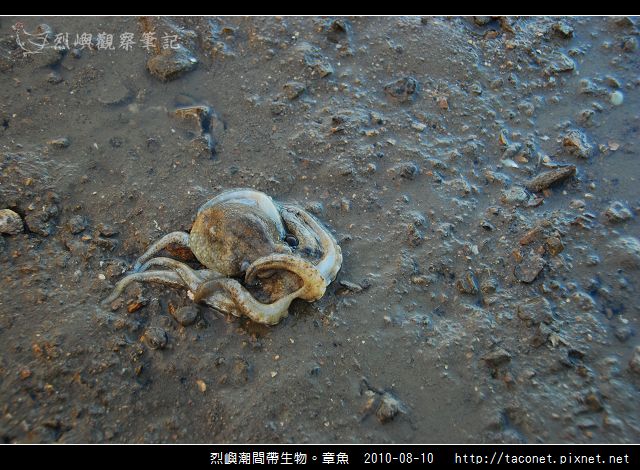 章魚_16.jpg