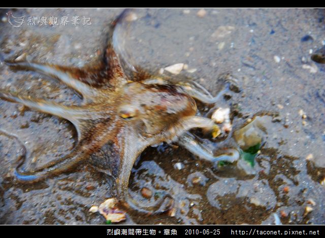 章魚_11.jpg