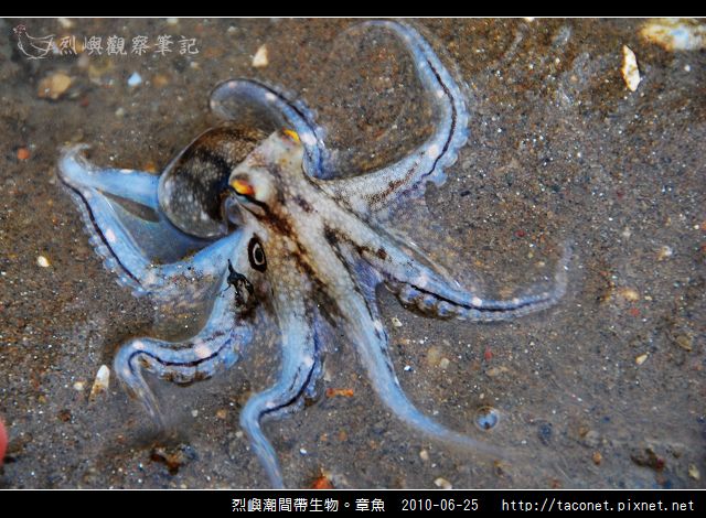 章魚_07.jpg