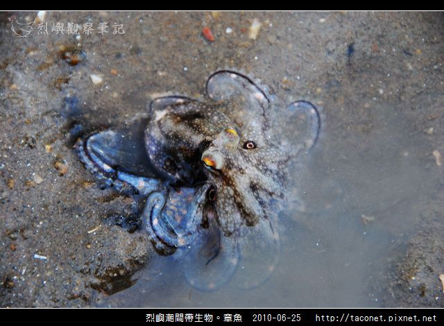 章魚_05.jpg