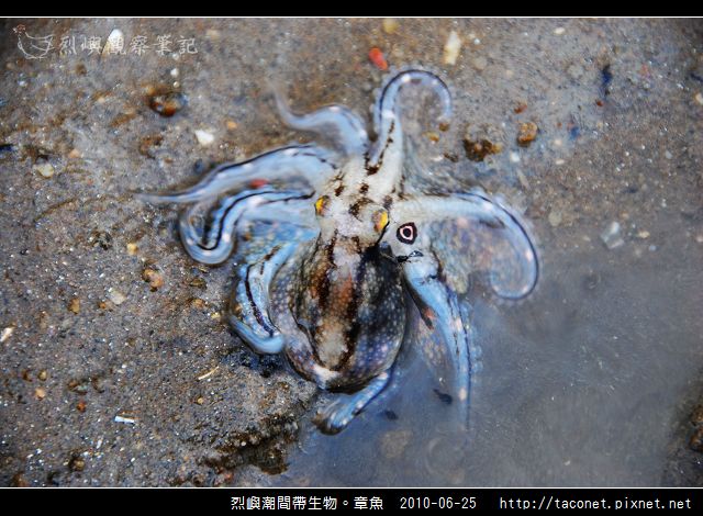 章魚_06.jpg