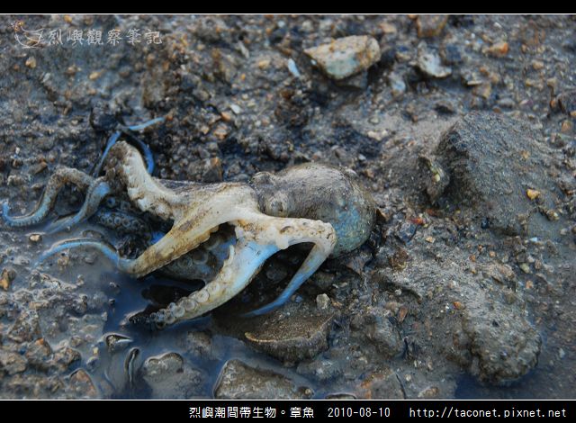 章魚_20.jpg