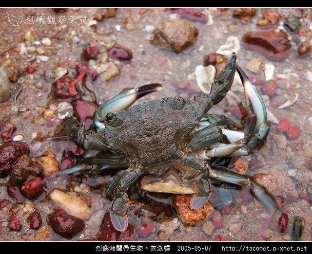 善泳蟳_01.jpg