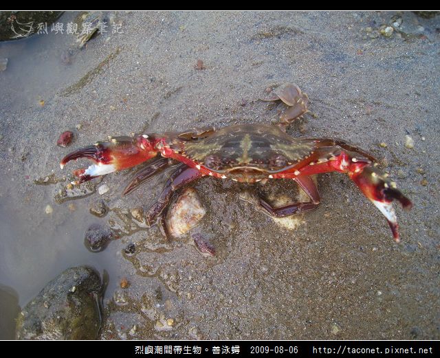 善泳蟳_09.jpg