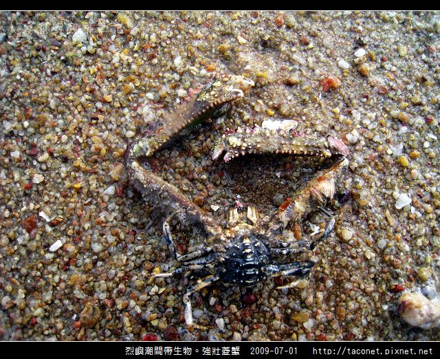強壯菱蟹_11.jpg