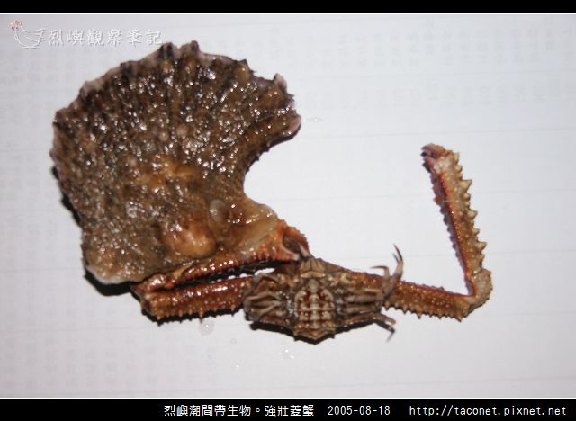 強壯菱蟹_01.jpg