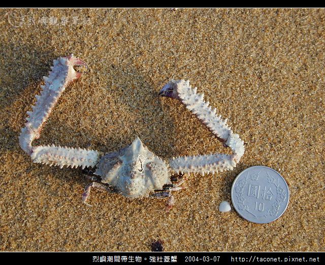 強壯菱蟹_09.jpg