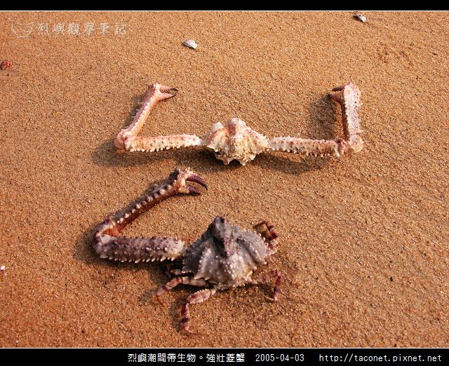 強壯菱蟹_08.jpg