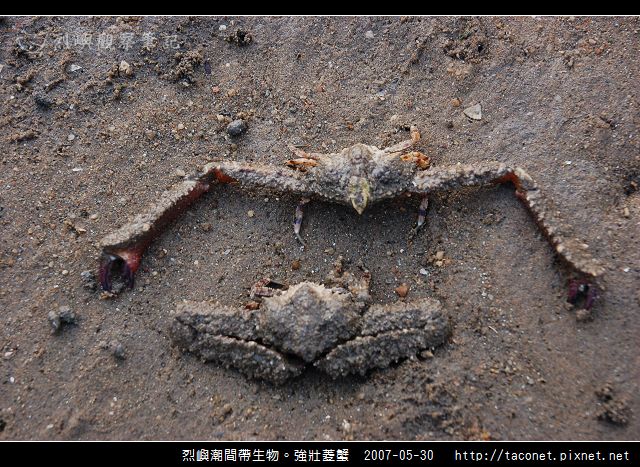 強壯菱蟹_06.jpg