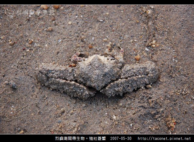 強壯菱蟹_05.jpg