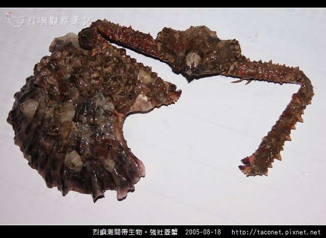 強壯菱蟹_02.jpg