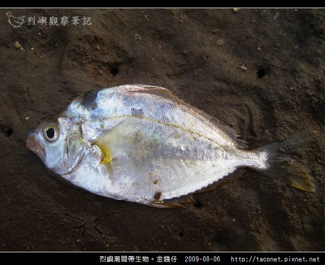 短吻鰏-02.jpg