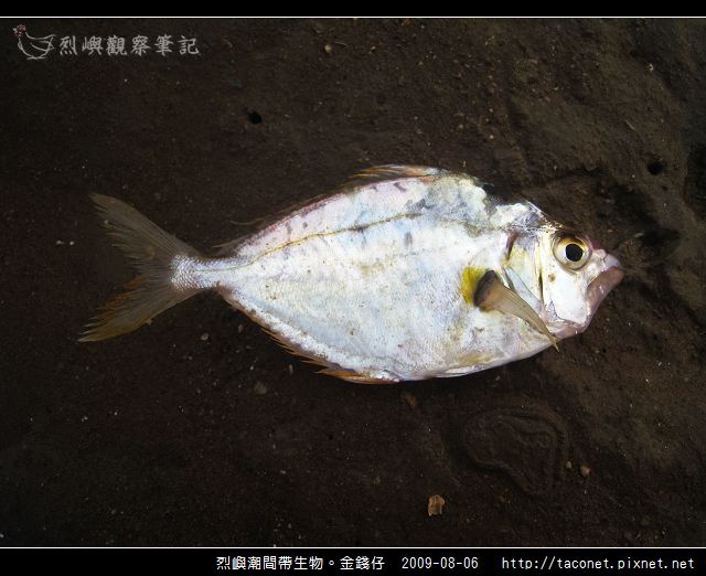 短吻鰏-01.jpg
