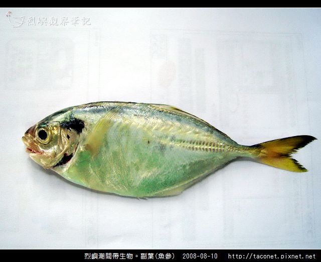 副葉鰺.jpg