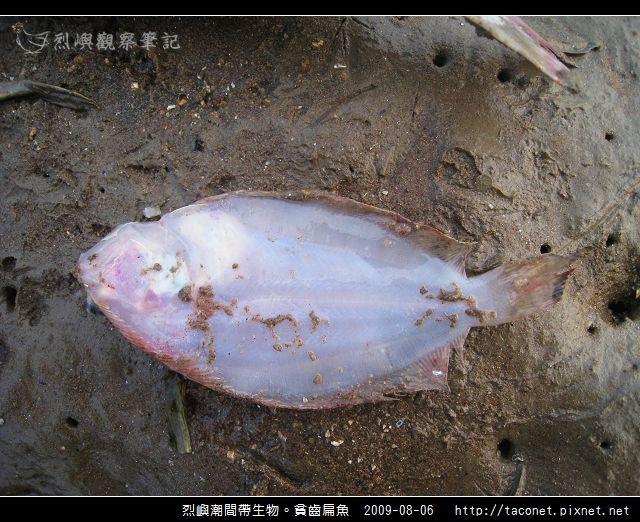 貧齒扁魚_02.jpg