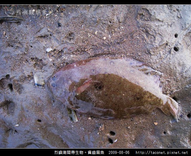 貧齒扁魚_01.jpg