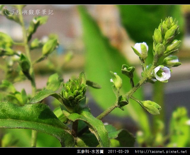 玄參科-水苦藚_11.jpg