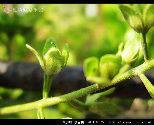 玄參科-水苦藚_10.jpg