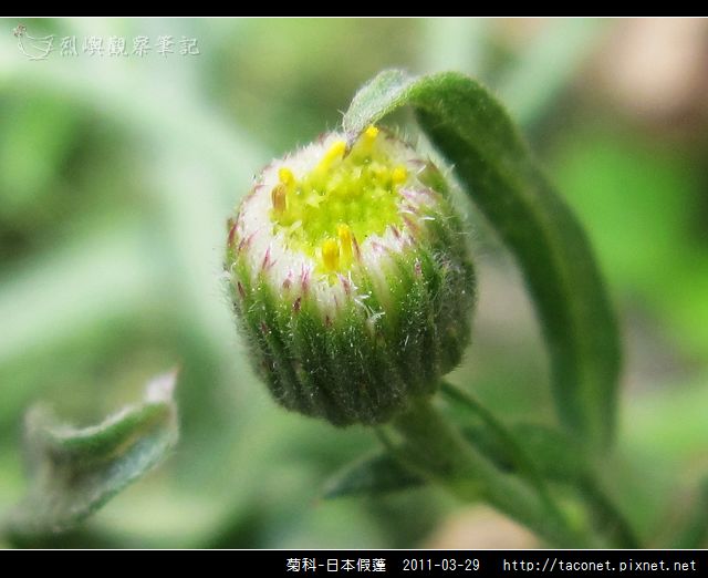 菊科-日本假蓬_12.jpg