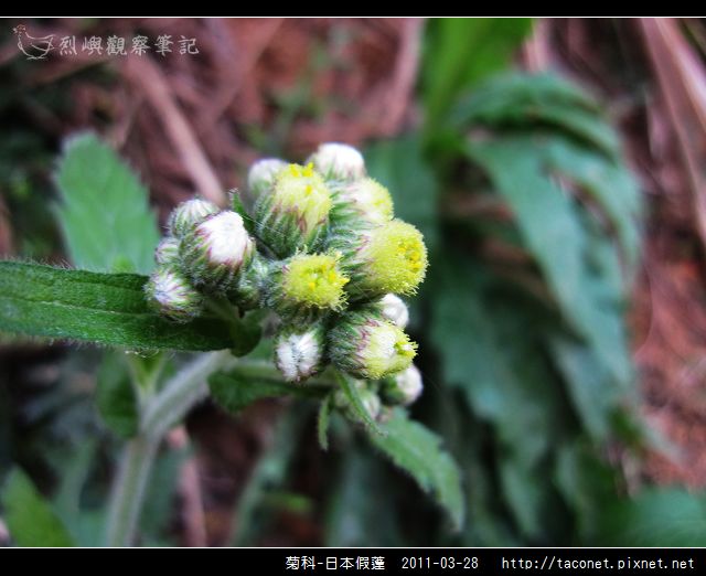 菊科-日本假蓬_11.jpg
