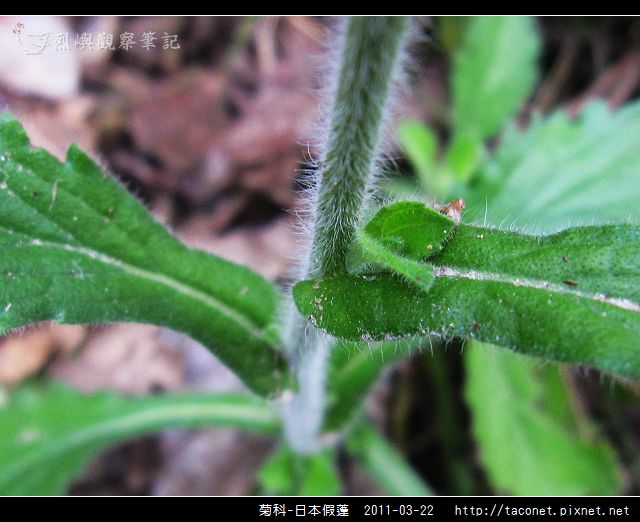 菊科-日本假蓬_03.jpg