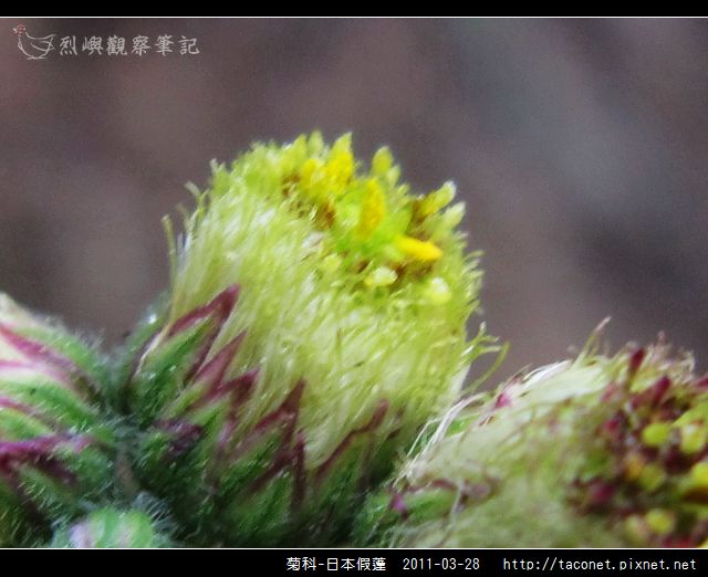 菊科-日本假蓬_08.jpg