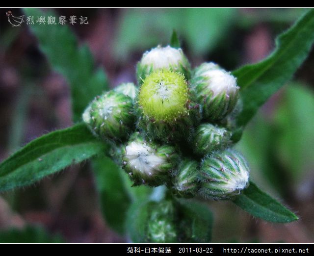 菊科-日本假蓬_06.jpg