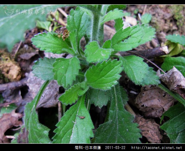 菊科-日本假蓬_05.jpg