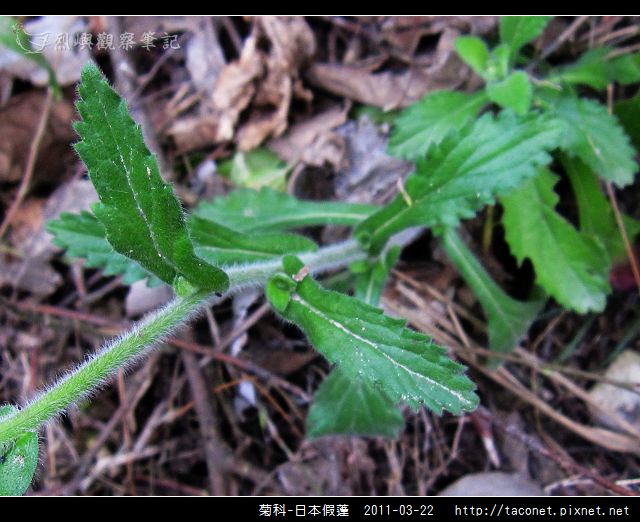 菊科-日本假蓬_04.jpg