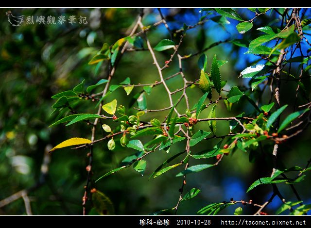 榆科-榔榆_03.jpg