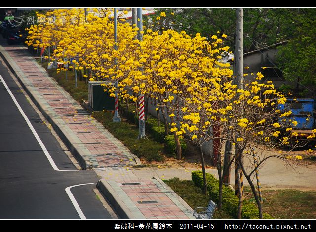紫葳科-黃花風鈴木_21.jpg