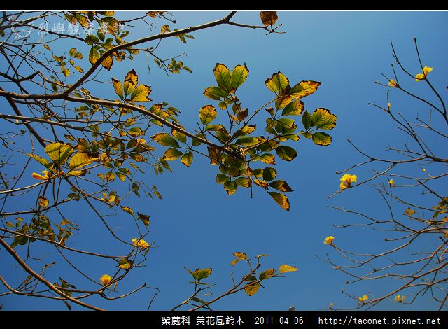 紫葳科-黃花風鈴木_09.jpg