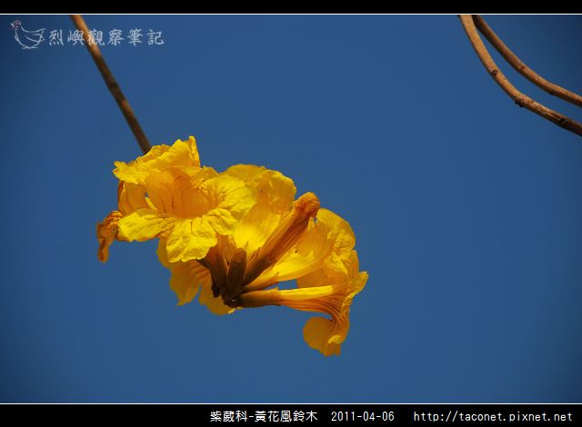 紫葳科-黃花風鈴木_05.jpg