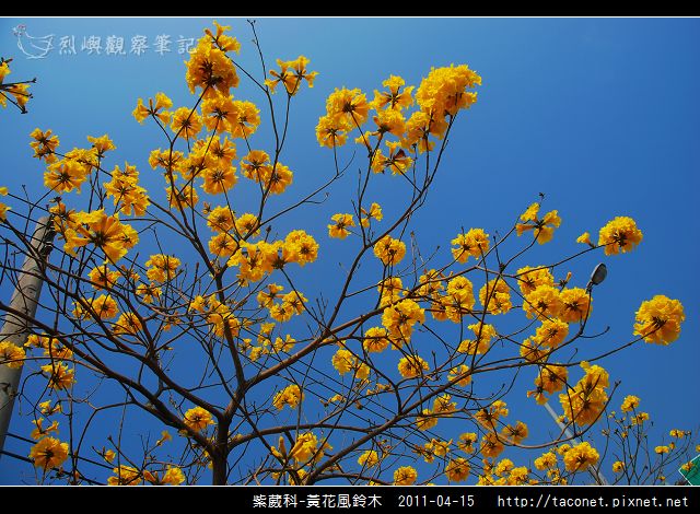 紫葳科-黃花風鈴木_18.jpg