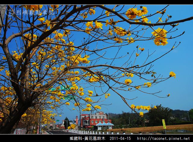 紫葳科-黃花風鈴木_16.jpg