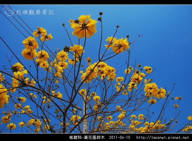紫葳科-黃花風鈴木_15.jpg