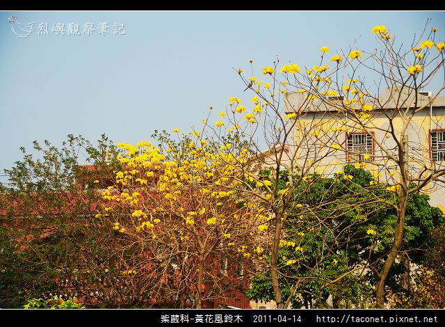 紫葳科-黃花風鈴木_13.jpg