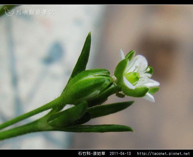 石竹科-漆姑草_09.jpg