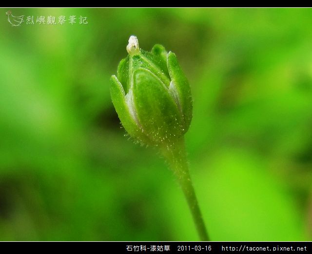 石竹科-漆姑草_05.jpg