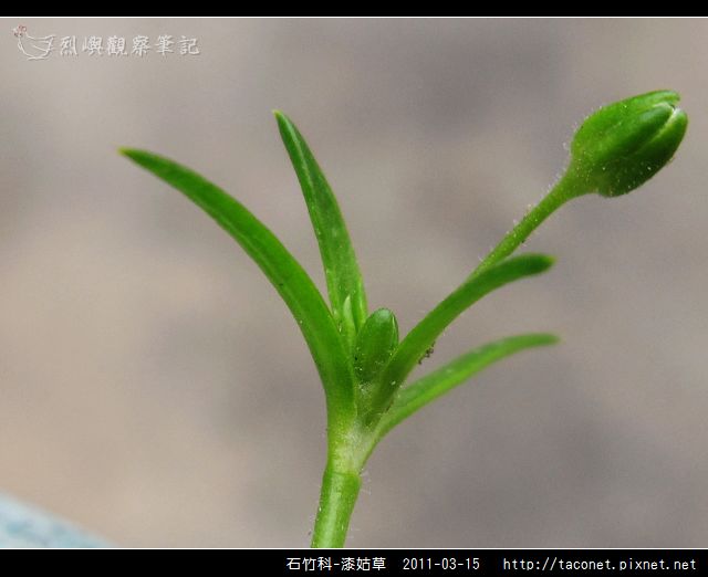石竹科-漆姑草_04.jpg