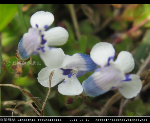 圓葉母草 Lindernia rotundifolia_02.jpg