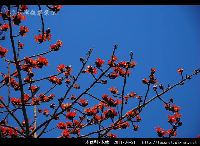 木棉科-木棉_16.jpg