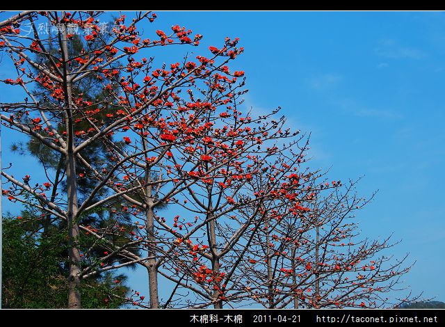 木棉科-木棉_13.jpg